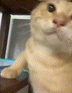 耄耋gif